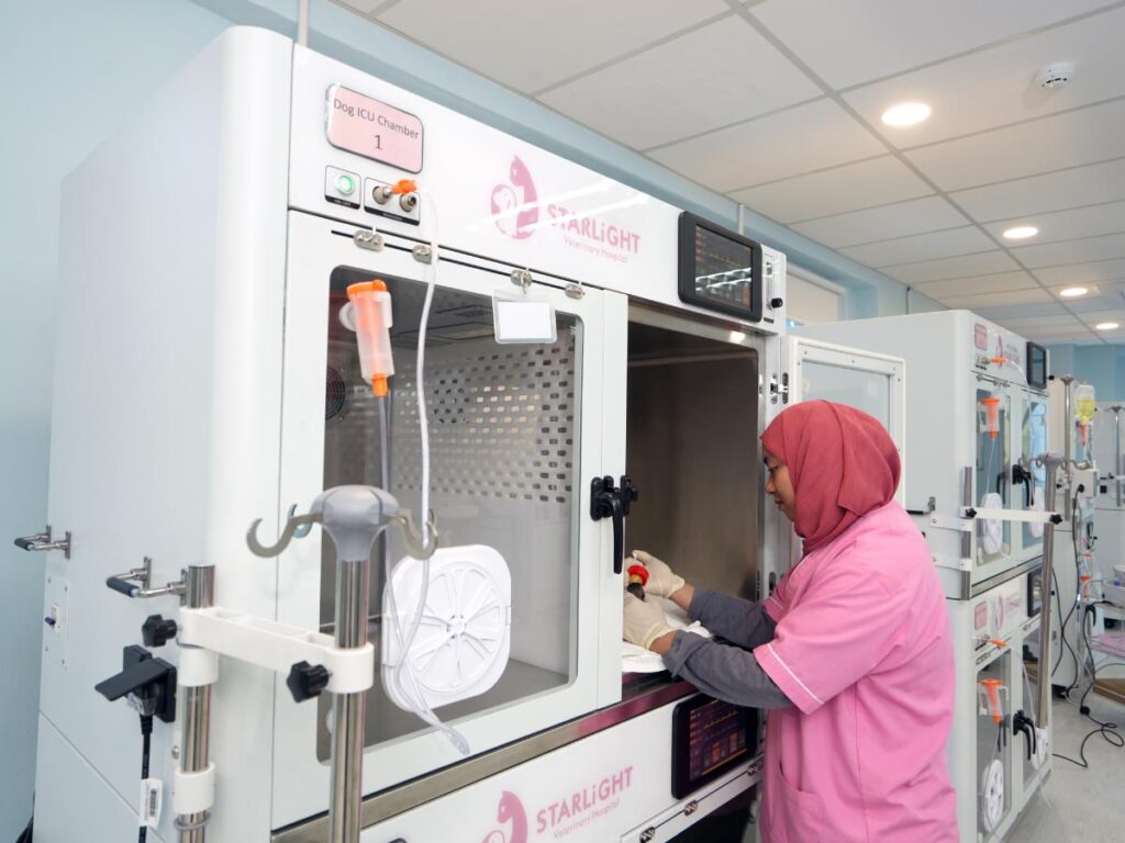 Veterinary staff member preparing a dog ICU chamber at Starlight Veterinary Hospital