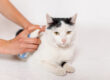 Cat Flea Treatment | Guide to Cat Flea Treatment | Starlight Vet Clinic
