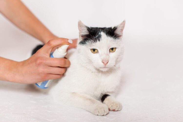 Cat Flea Treatment | Guide to Cat Flea Treatment | Starlight Vet Clinic