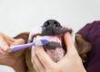 Frequency of Dog Teeth Cleaning | Guide to Dog Teeth Cleaning From Home | Starlight Vet Clinic