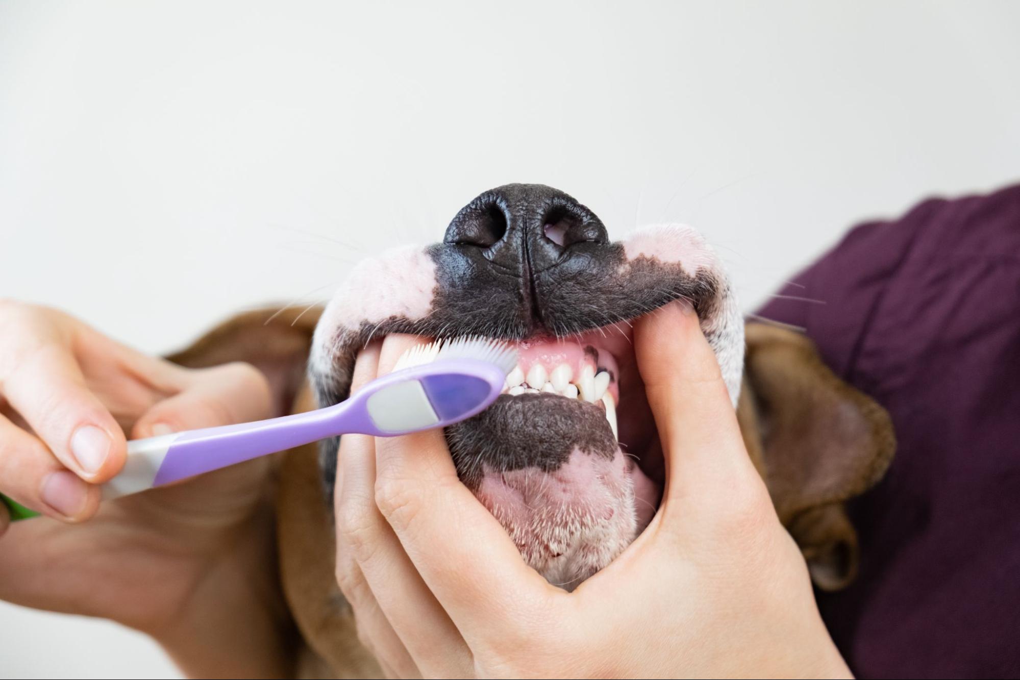 Frequency of Dog Teeth Cleaning | Guide to Dog Teeth Cleaning From Home | Starlight Vet Clinic