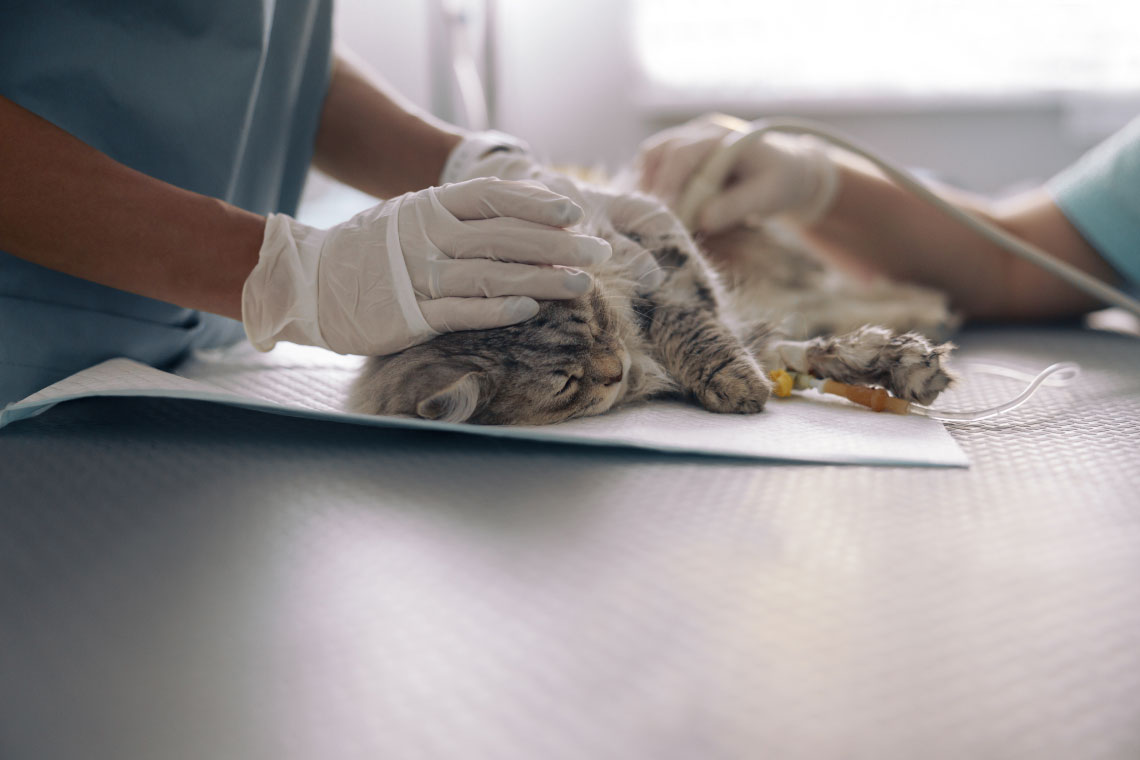 pet_surgery_services_1