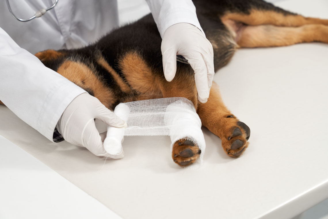 pet_surgery_services_2