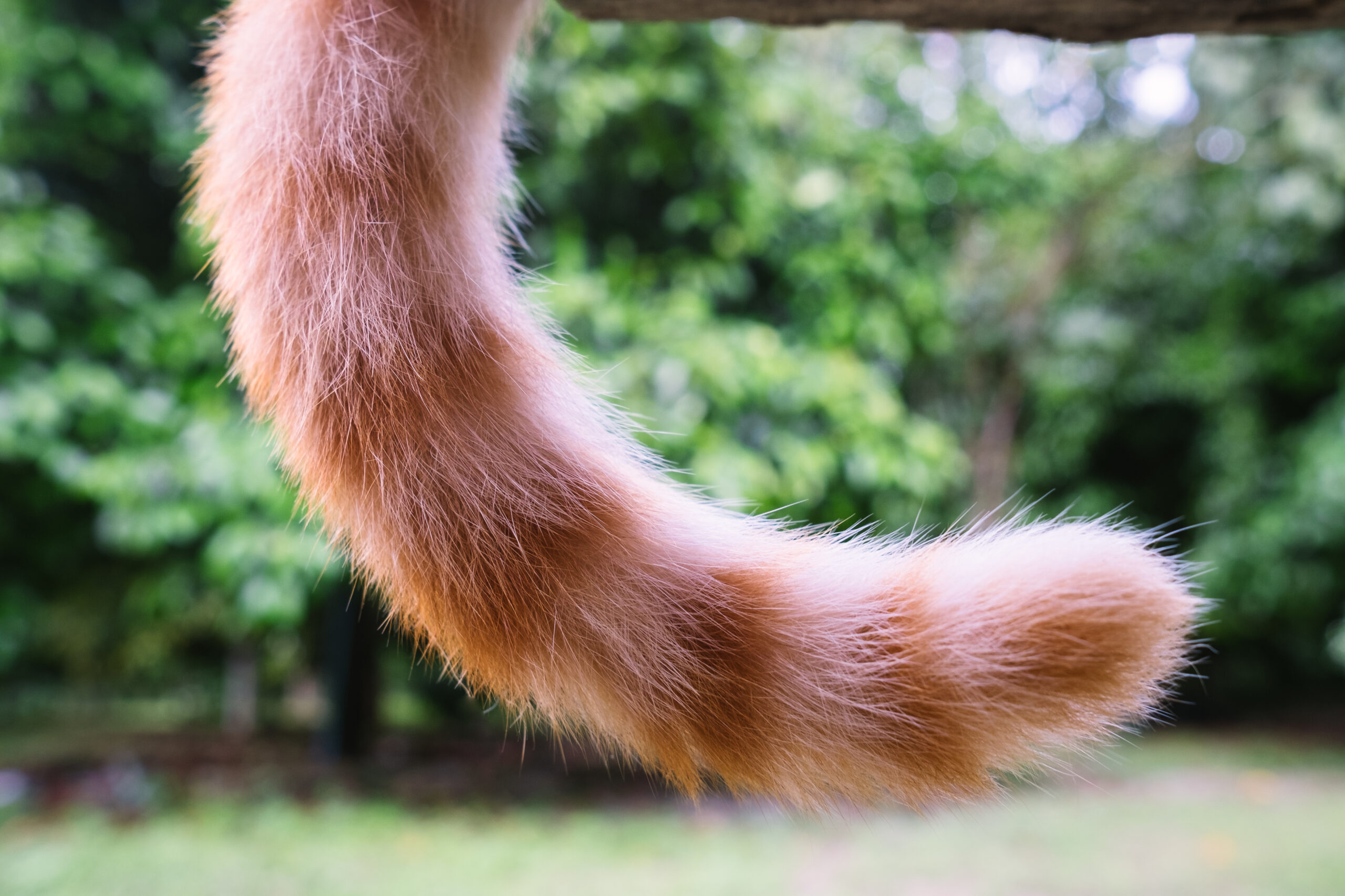 Cat Tai Language Featured Image | Cat Tail Language | Starlight Veterinary Hospital