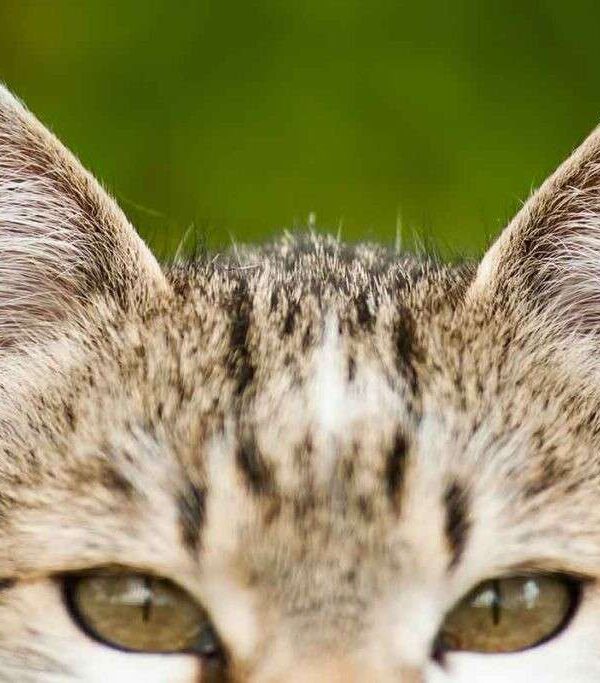 Warm Paws and Ears | Cat Fever Syndrome | Starlight Veterinary Hospital