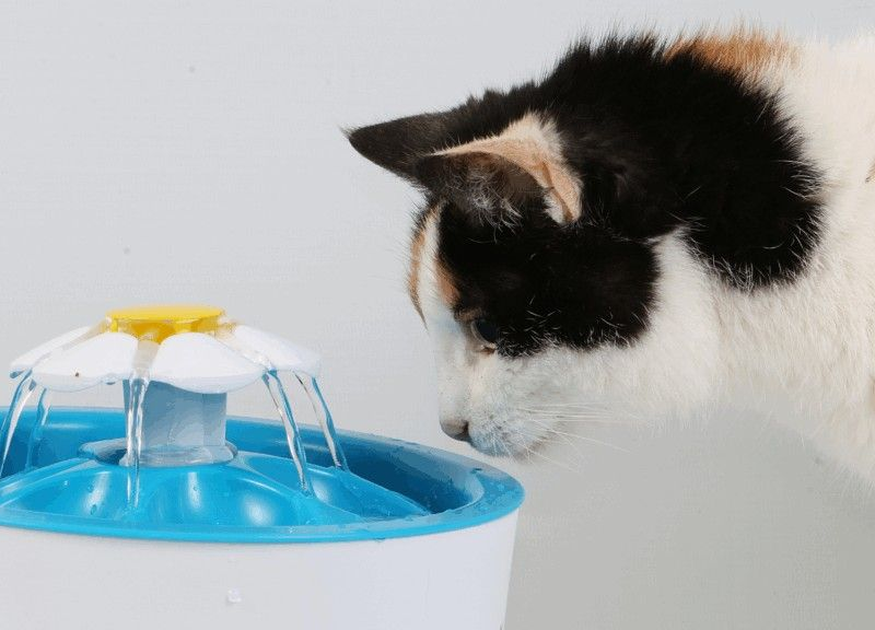 Cat Not Drinking Water | Cat Fever Symptoms | Starlight Veterinary Hospital