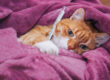 Featured image | Cat Fever Symptoms | Starlight Veterinary Hospital