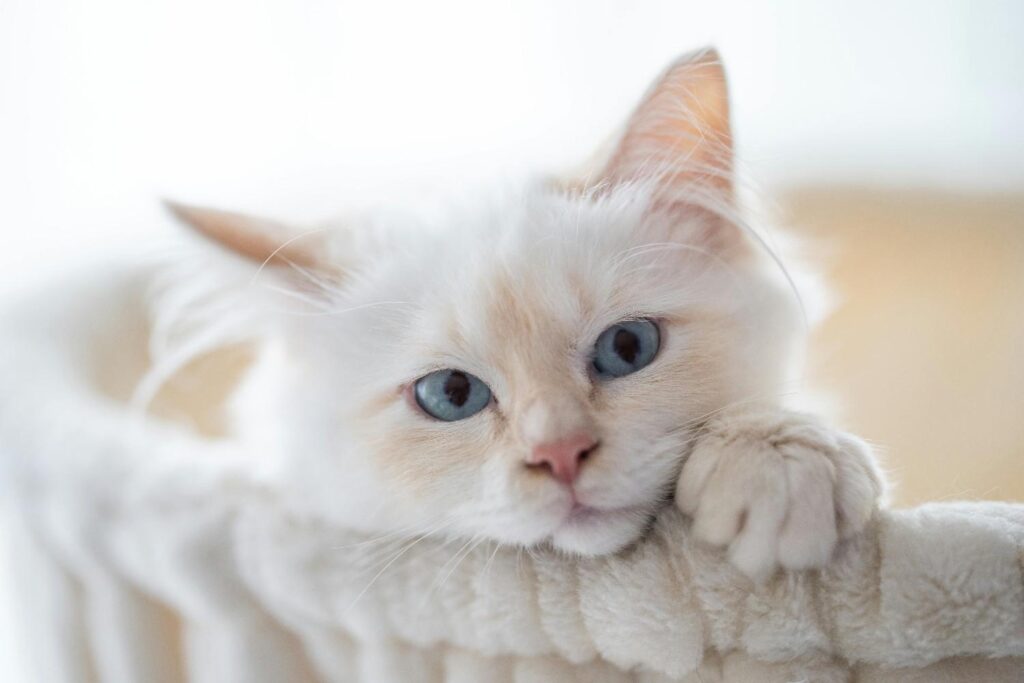 blue-eyed white cat relaxing