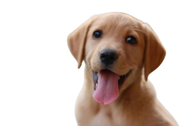 brown puppy smiling happily outside