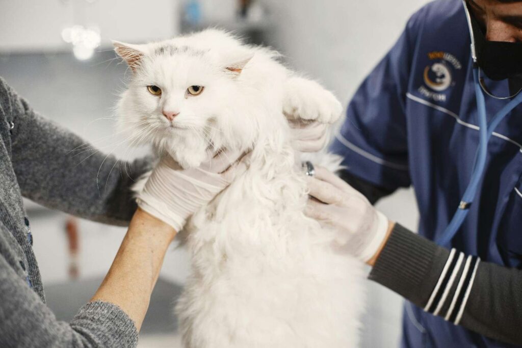 veterinarians checking a white cat