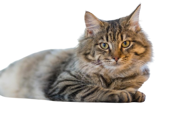 Gray Tabby Cat Lying on White Surface