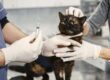 A Veterinarian Holding an Injection for a Cat