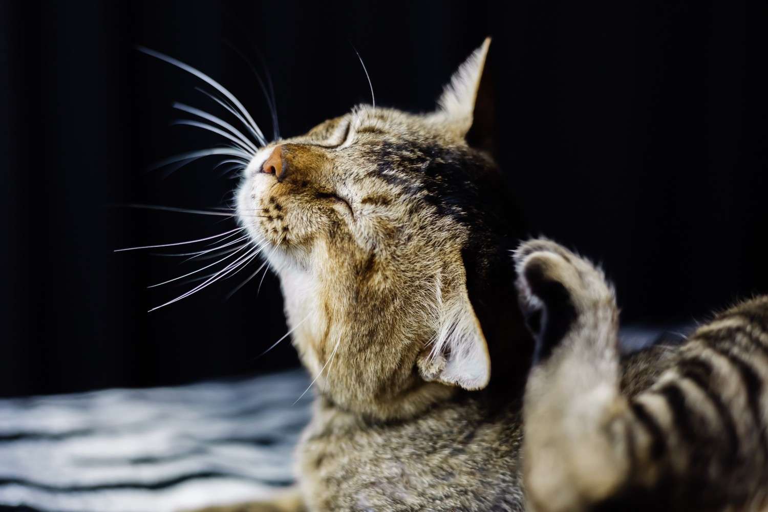 Close-up of a tabby cat scratching its head while relaxing indoors