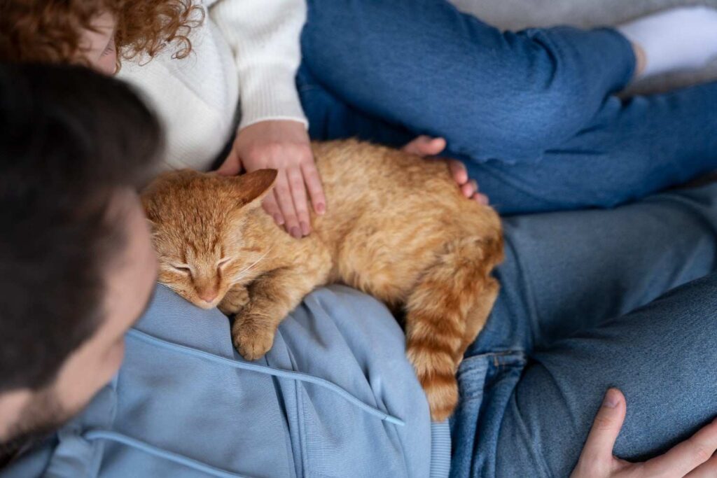 orange cat in pet owner's lap