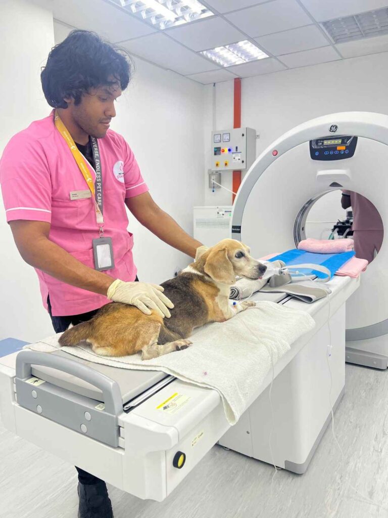 Dog on CT scan machine for veterinary health check