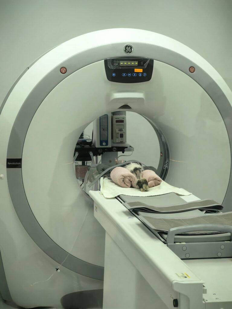 Pet undergoing a CT scan
