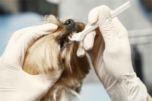 Veterinarian brushing a small dog’s teeth during dental check-up