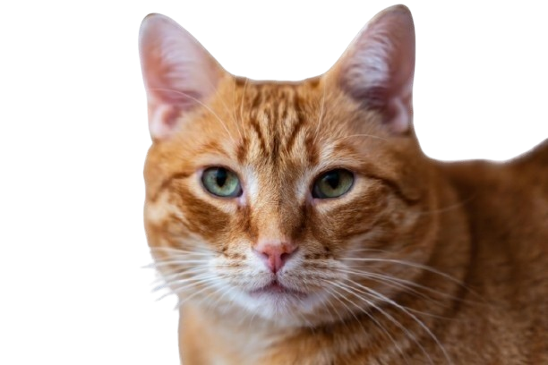 orange cat pic