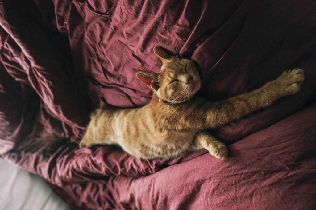 orange cat sleeping on a red blanket
