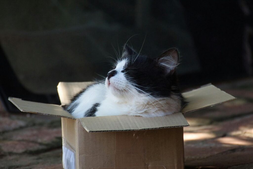 cat sleeping in box