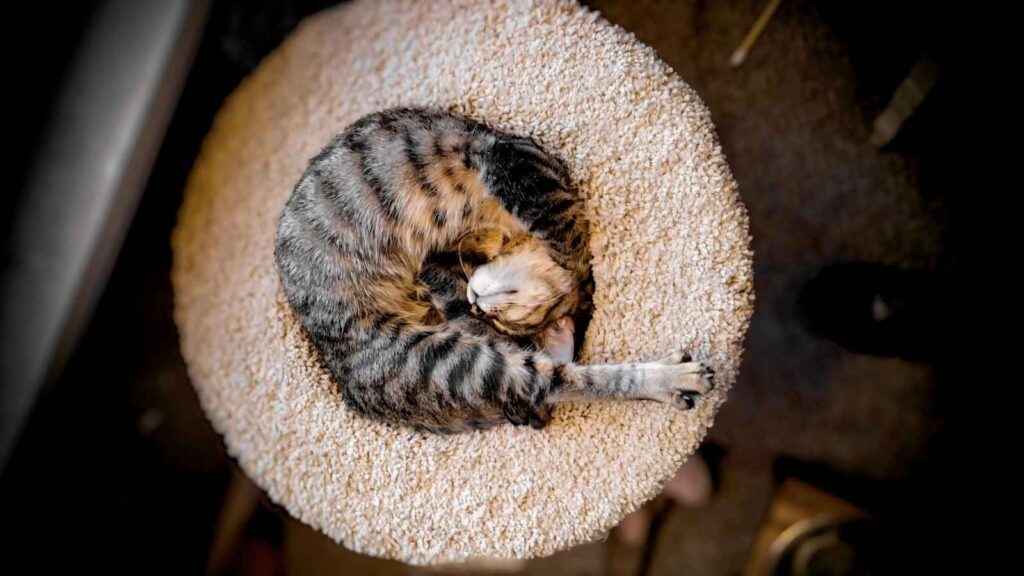 cat sleeping in a curled position
