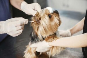 Veterinarian cleaning a small dog’s ear