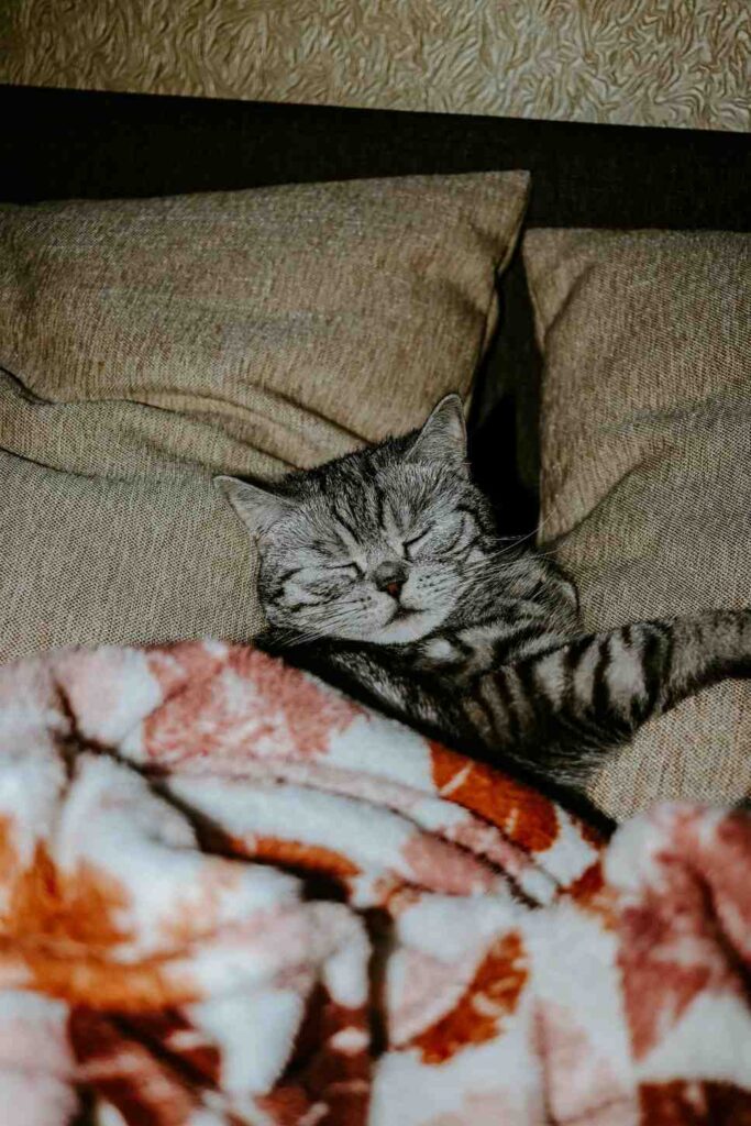 Cat under blanket