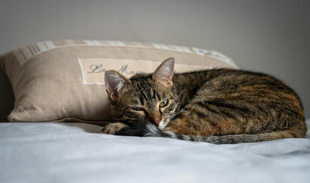 cat half eye open sleeping