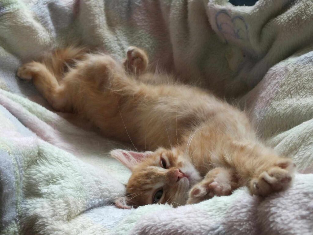 small orange kitten