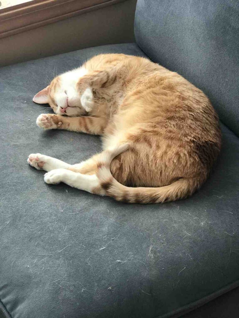 orange cat in a curled position