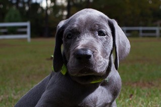 a black dog with Congenital Hypothyroidism