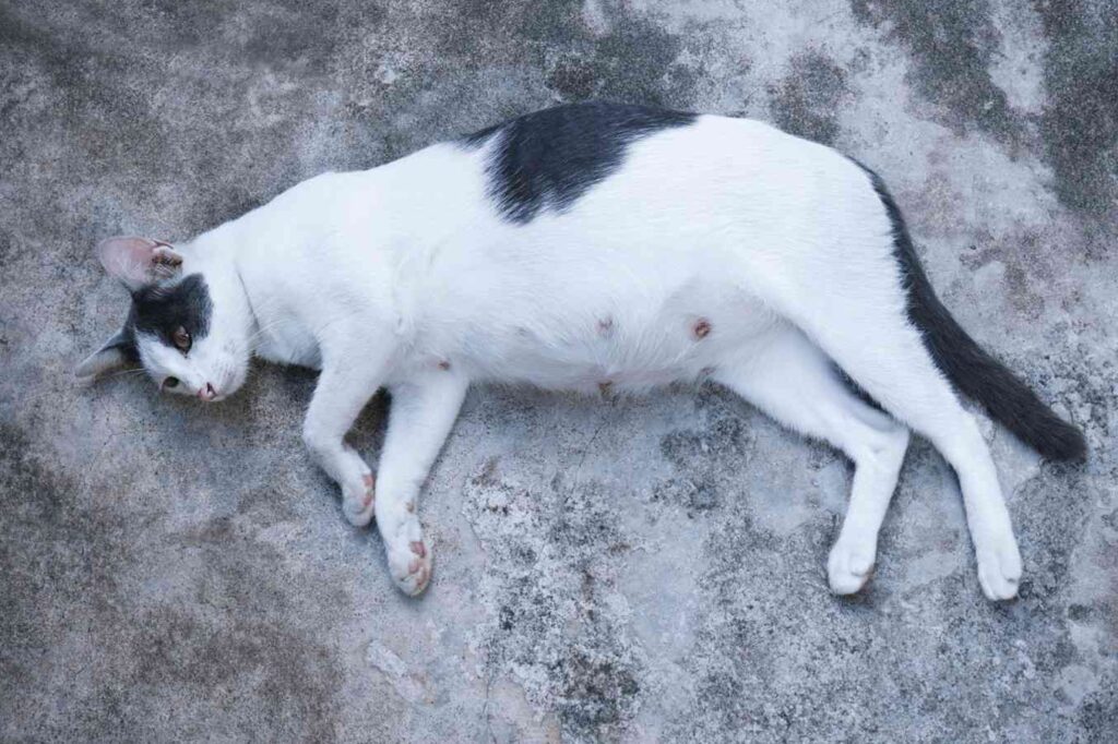 white and black cat with bloated stomach