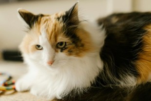 calico cat with Klinefelter Syndrome