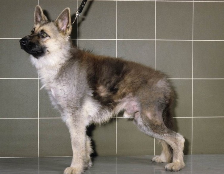 dog with Pituitary Dwarfism