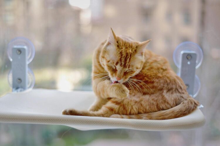 Orange tabby cat grooming near the window