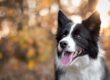 Close-Up Shot of a Border Collie