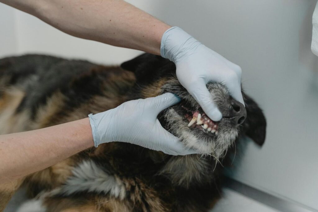 a veterinarian examining a dog’s teeth