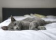 Gray Cat Lying on Bed