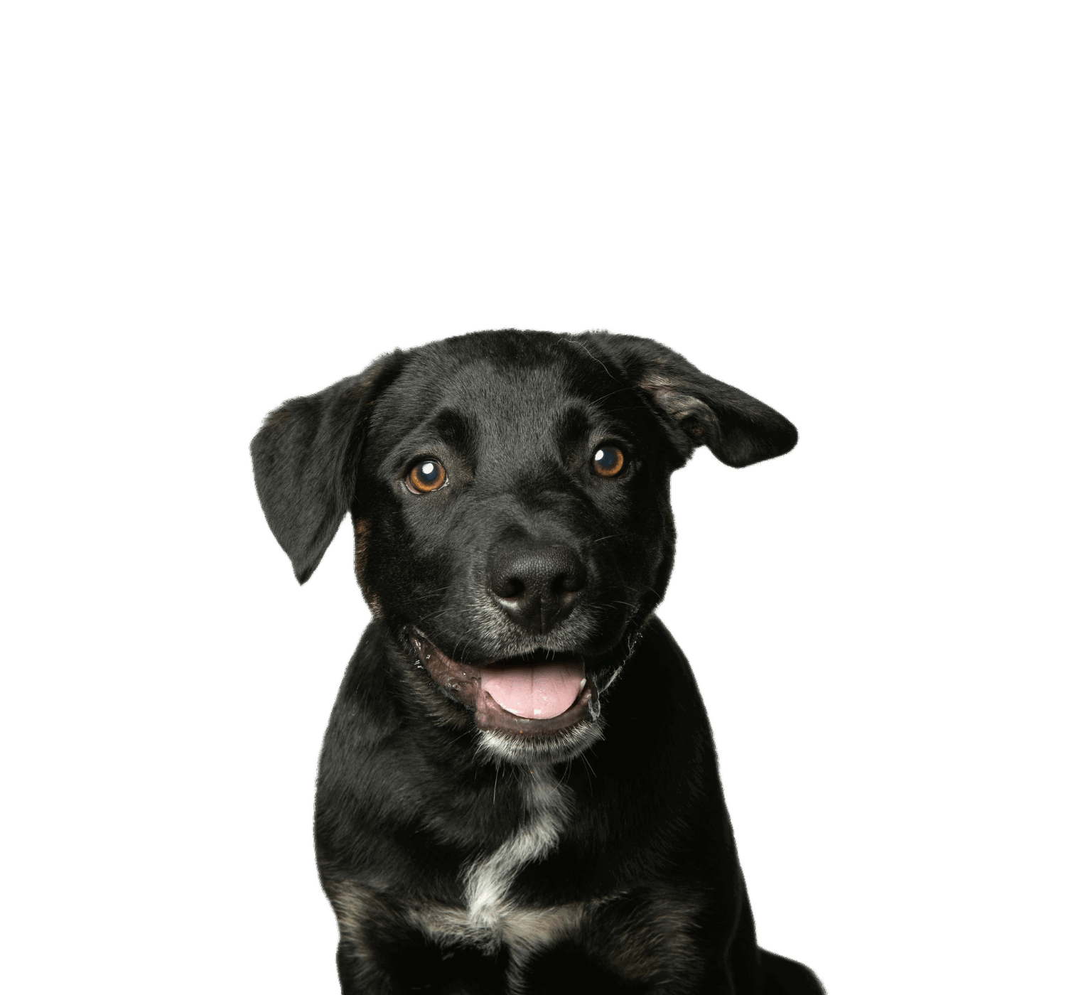 black dog photo close up