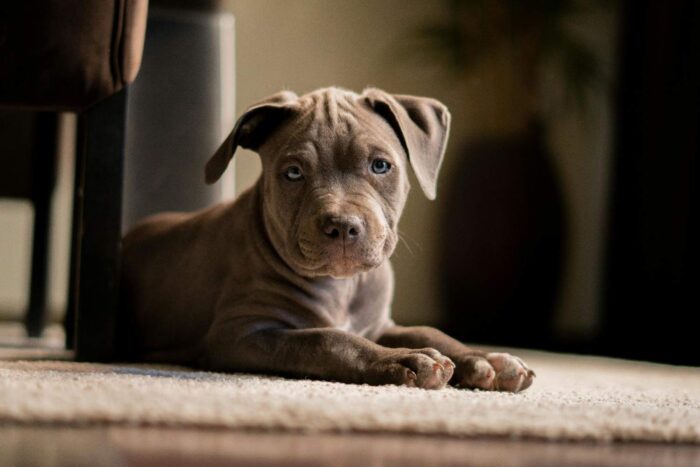 A brown puppy lying down on the carpet