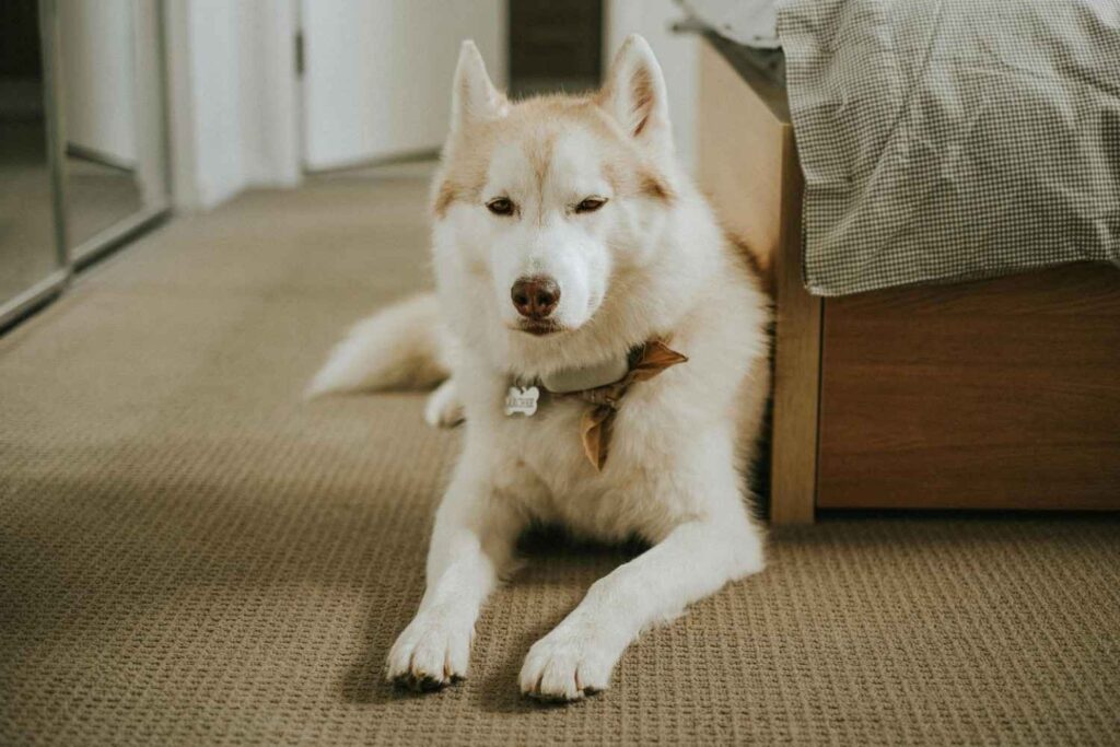 A husky lying down on the carpet