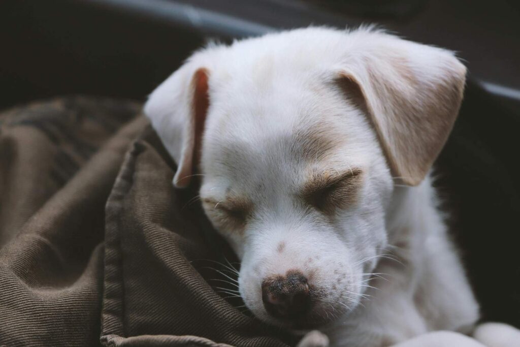 A white puppy covered with a brown blanket