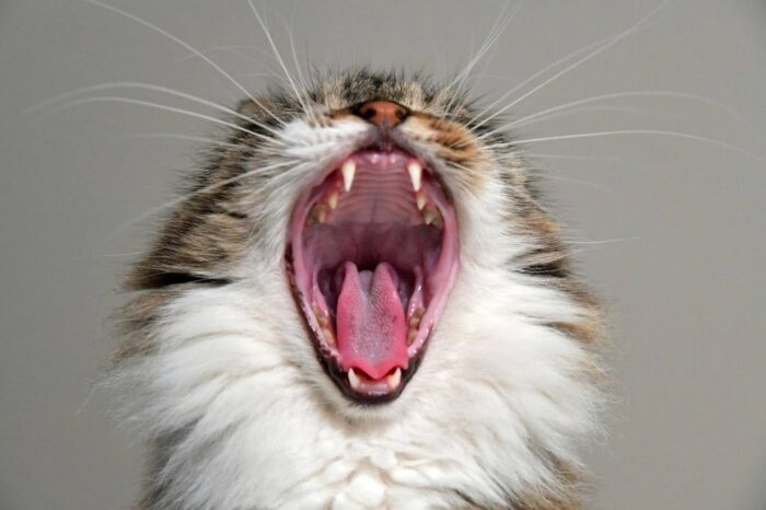 a cat with an open mouth