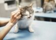 A cat getting its ear inspected by a vet staff