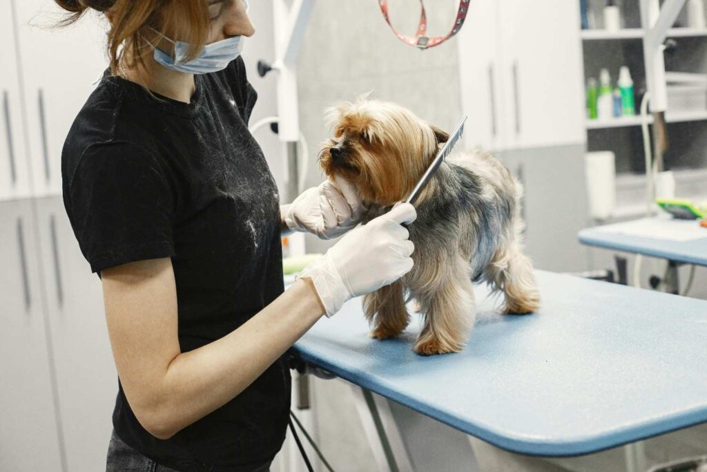 A small dog in grooming salon