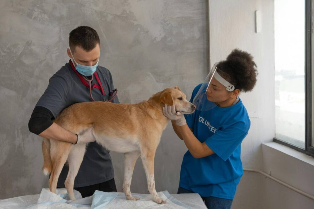 A brown dog inspected by veterinary staff