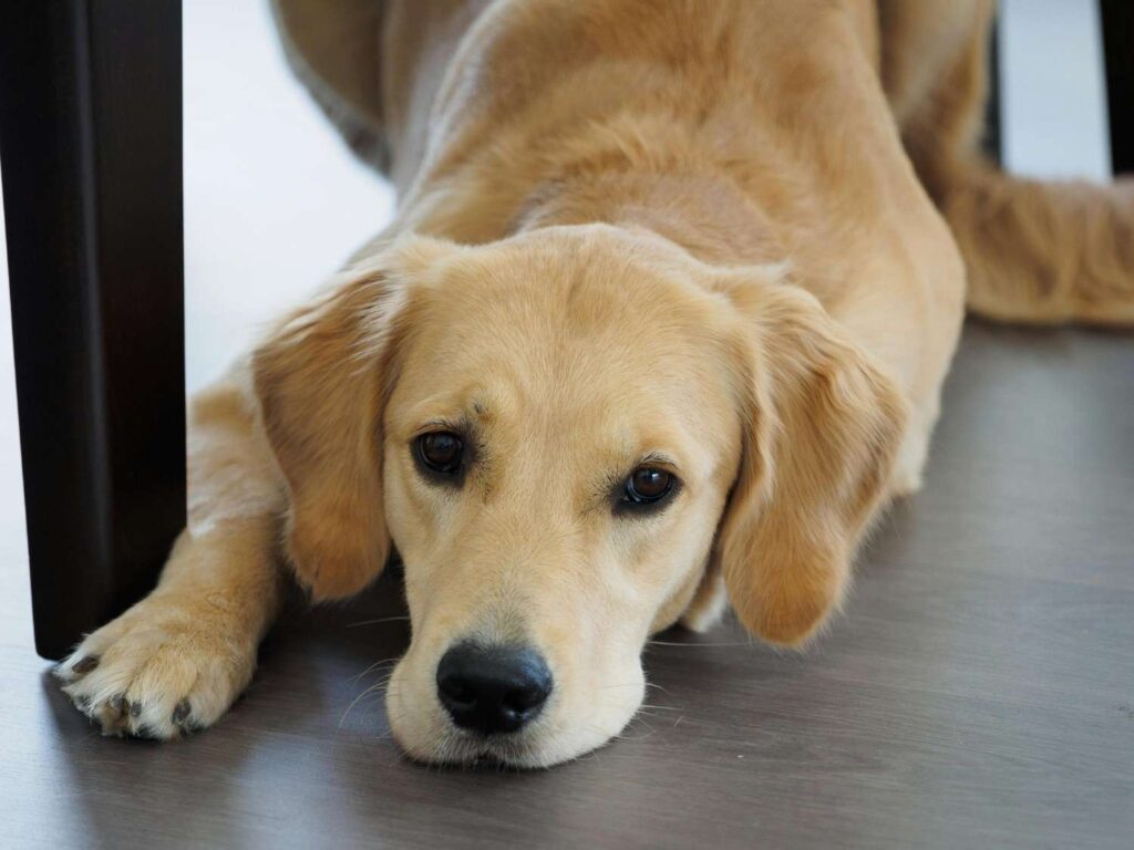 A Labrador retriever lying on the floor