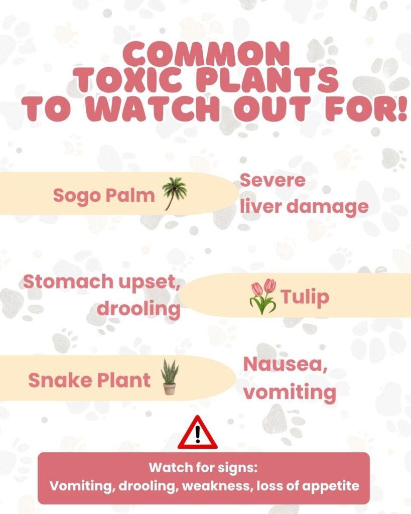 toxic plants