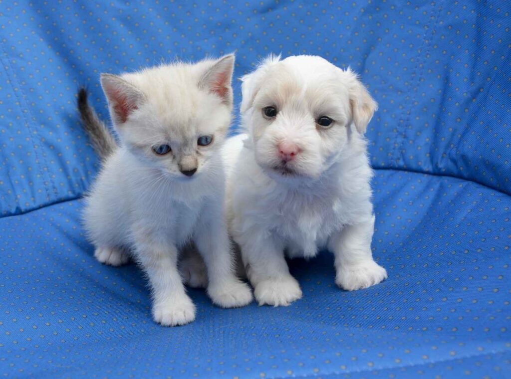 A white kitten and puppy together on the blue pillow