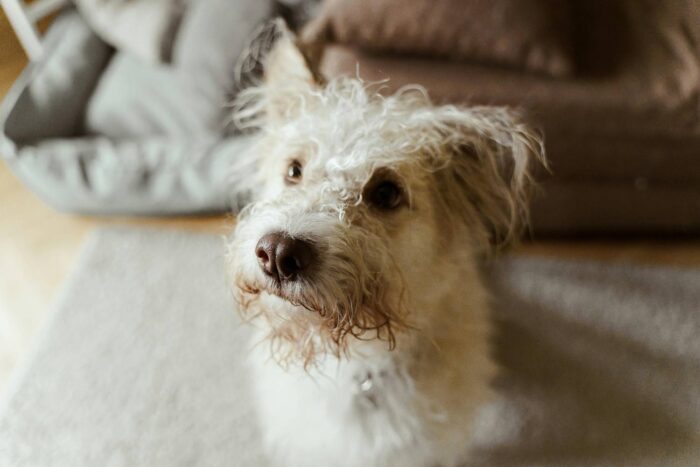 A white long coated dog looking up